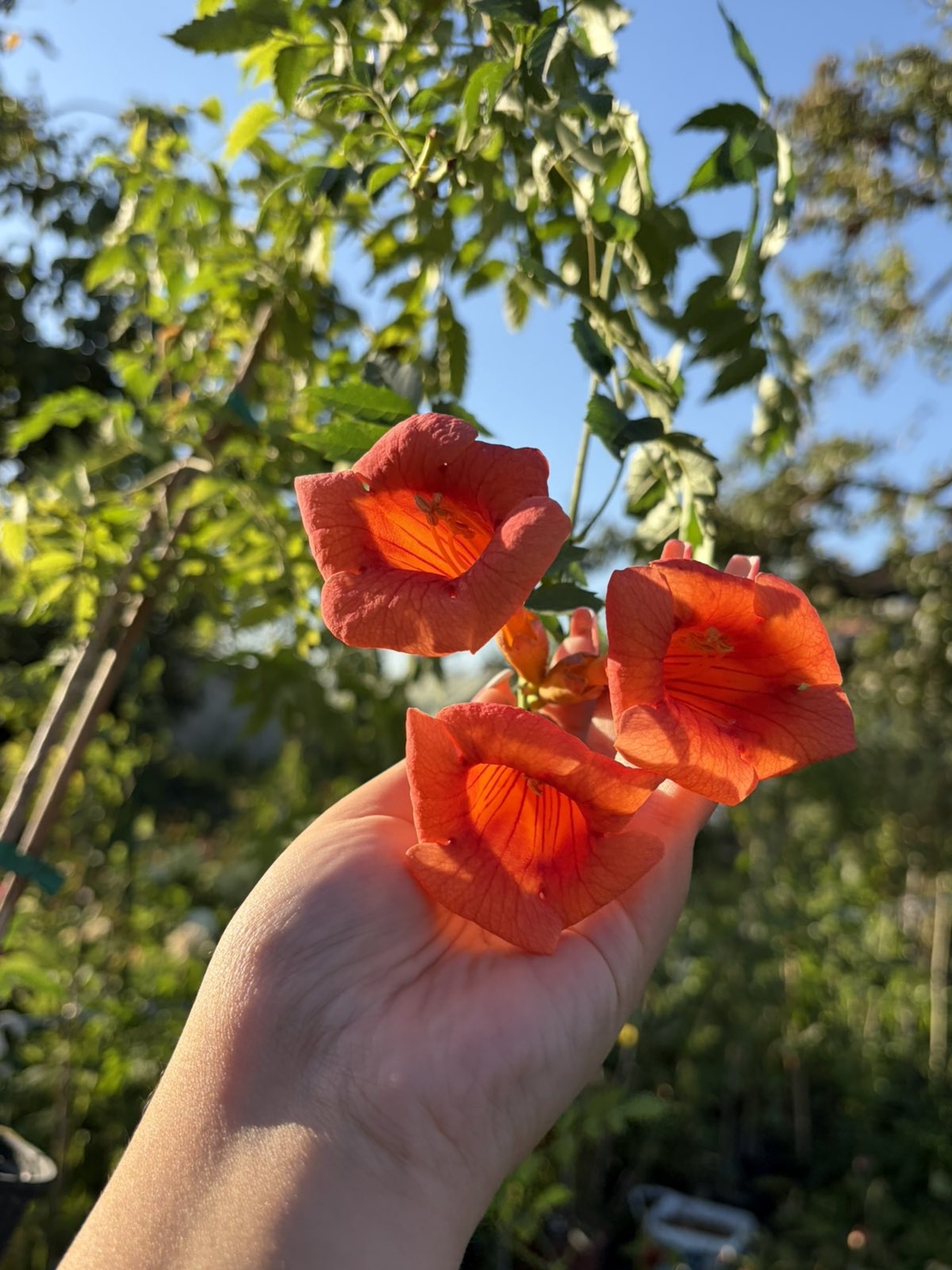 Текома (Campsis radicans)