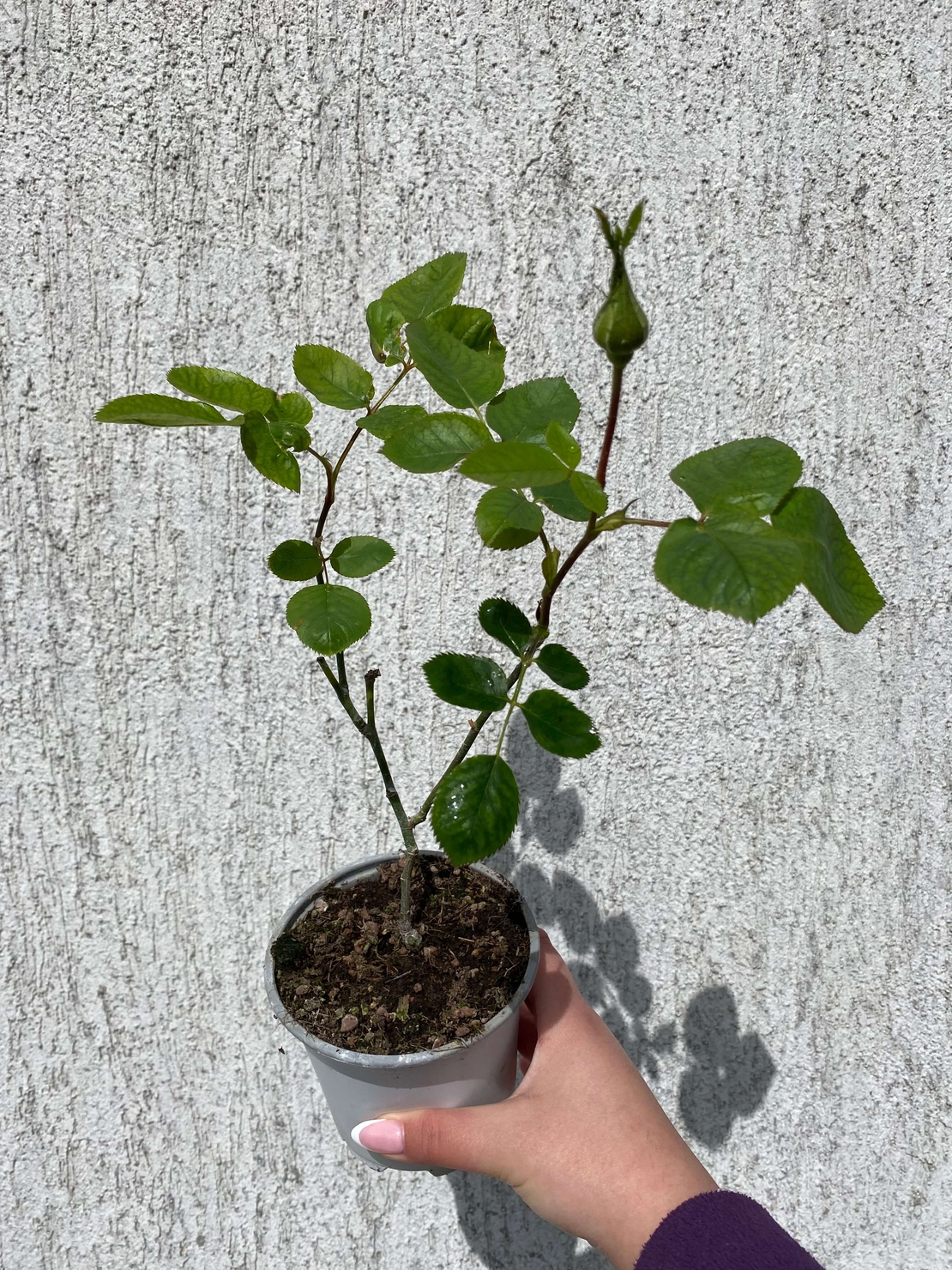 YVES PIAGET®; Gpt Keitsupiatsu