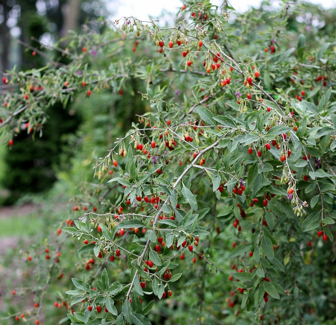 Годжи бери (Lycium barbarum)