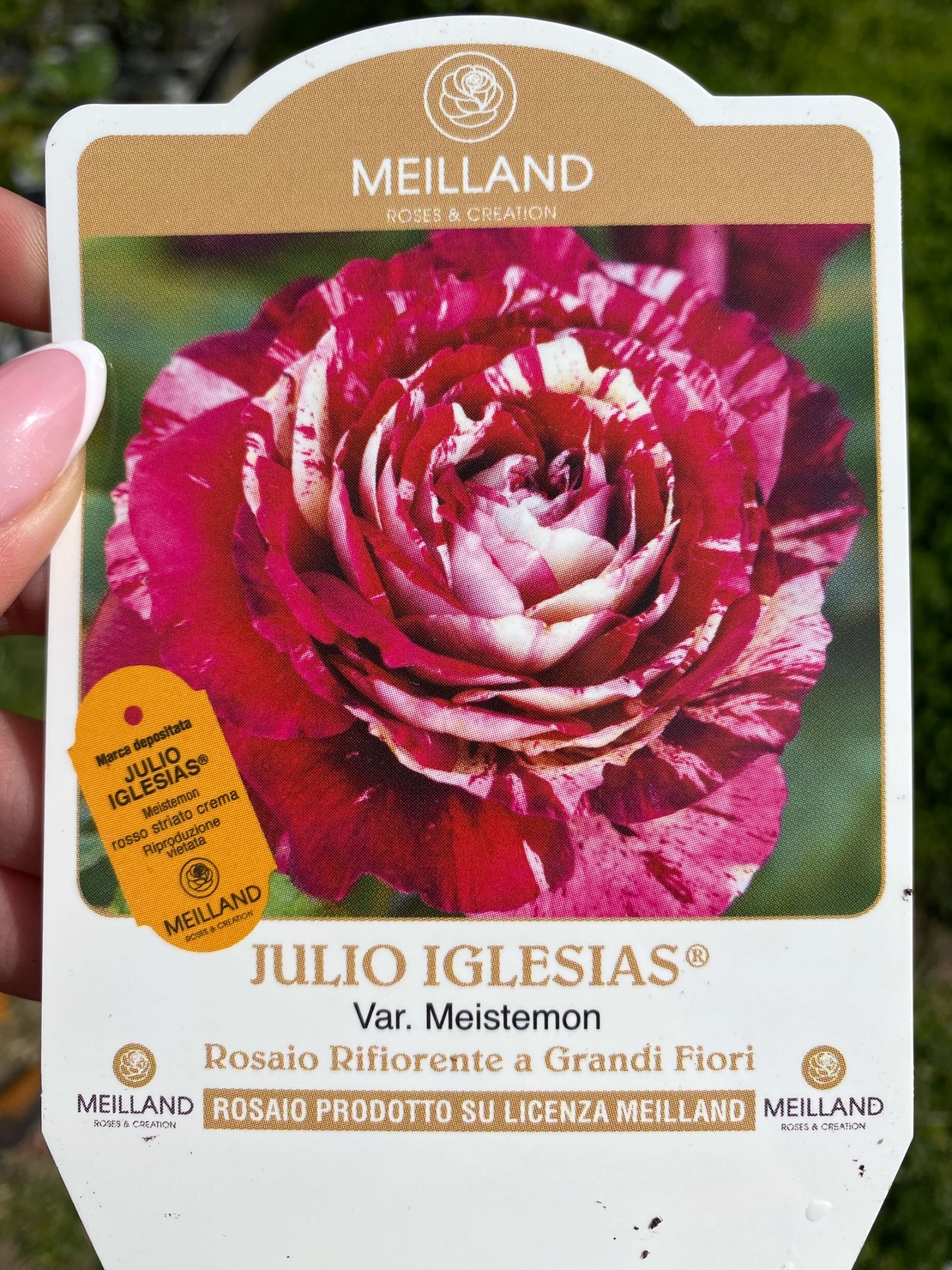 JULIO IGLESIAS® Meistemon