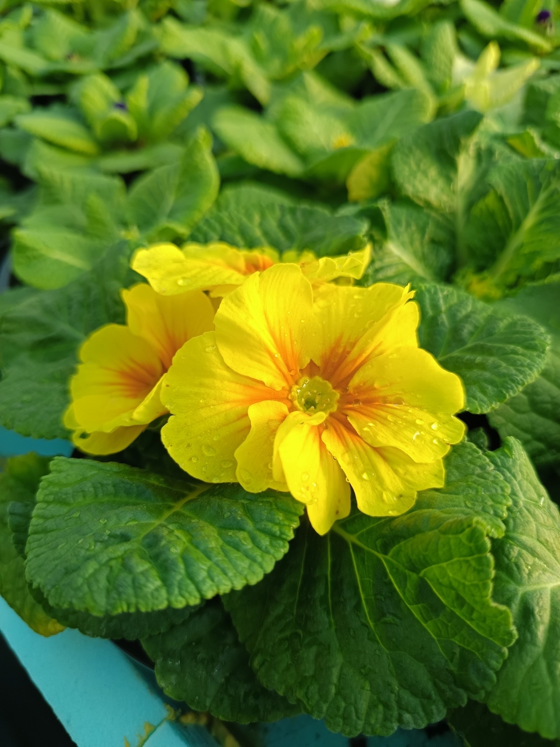 Едроцветна иглика - XL Mid Early Mix