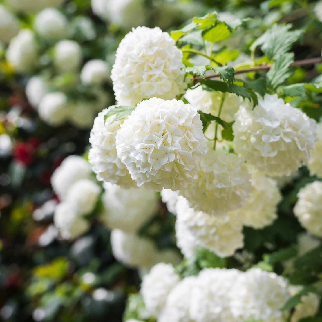 Калина „Снежна топка“ (Viburnum opulus ‘Roseum’ / “Boule de Neige”)