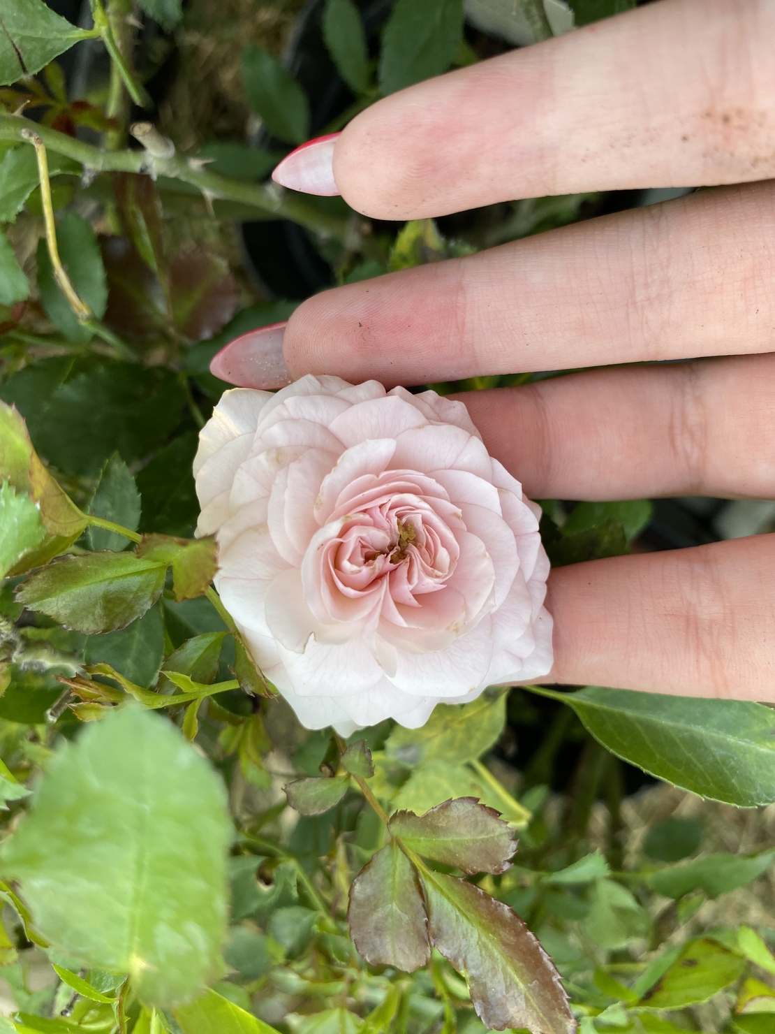 Larissa® rose