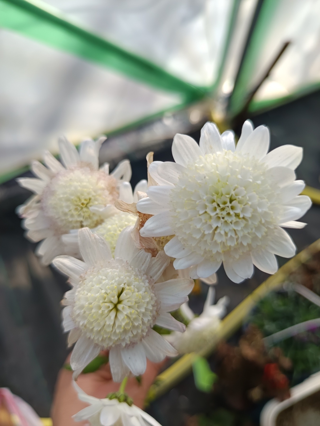 Високостеблена хризантема Edelweiss