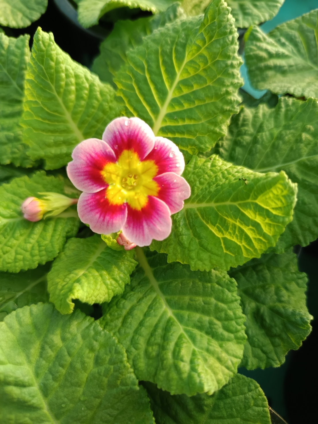 Едроцветна иглика - XL Mid Early Mix