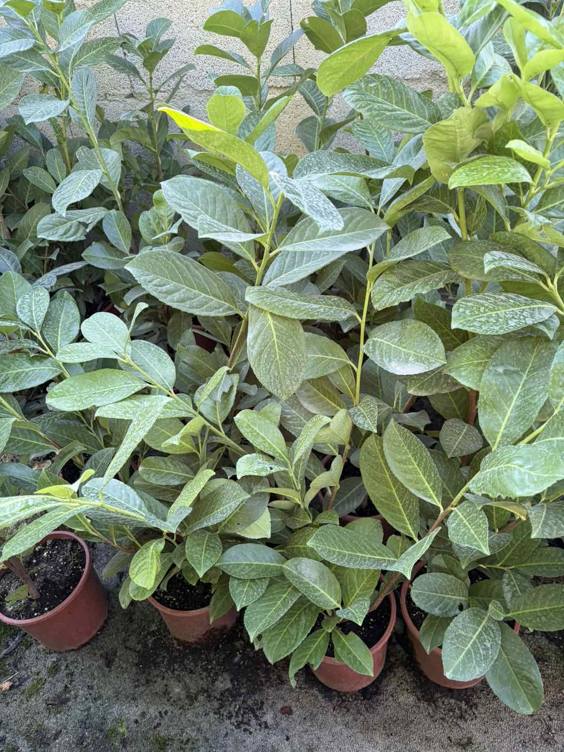 Лавровишна ‘Novita’ / Жив плет (Prunus laurocerasus ‘Novita’)