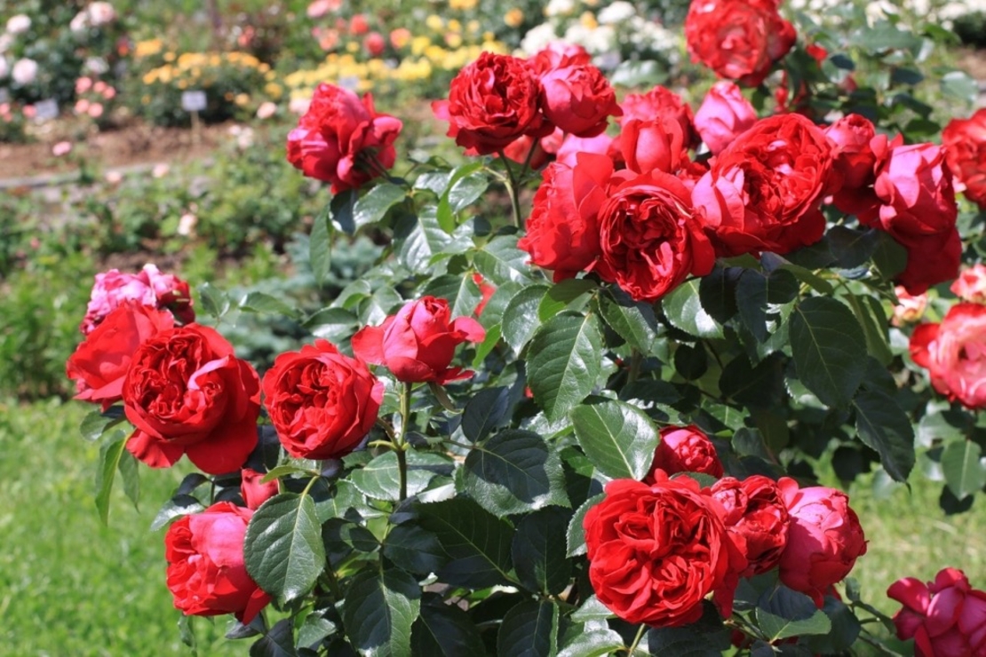 Gpt Red Eden Rose® (Eric Tabarly®)
