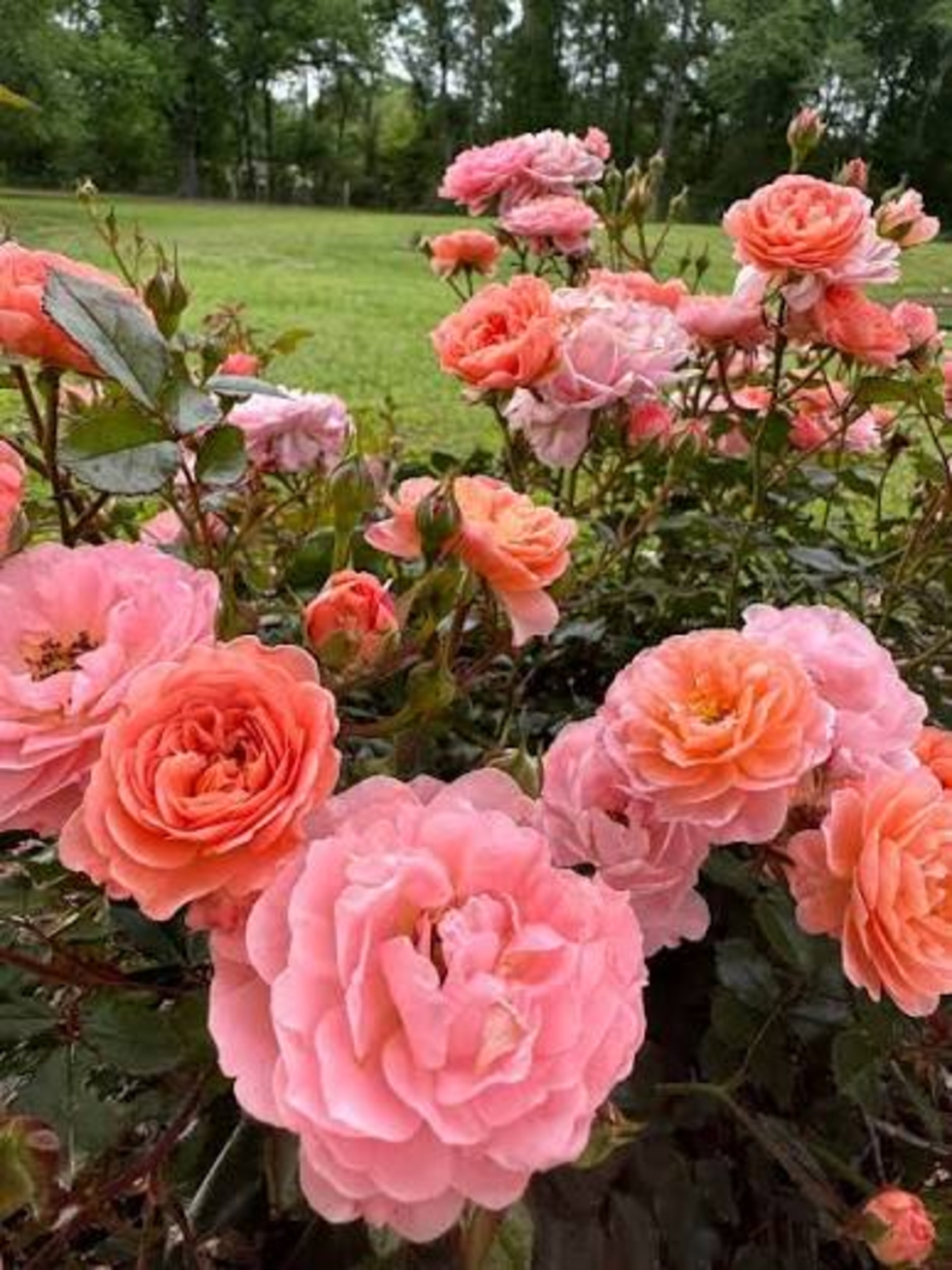 Apricot DRIFT® Meimirrote