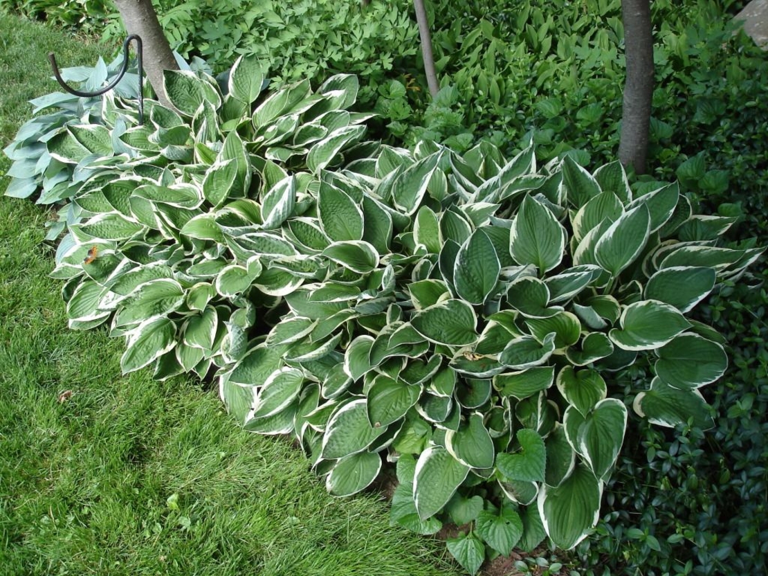Хоста /Hosta/ - Hosta Albomarginata