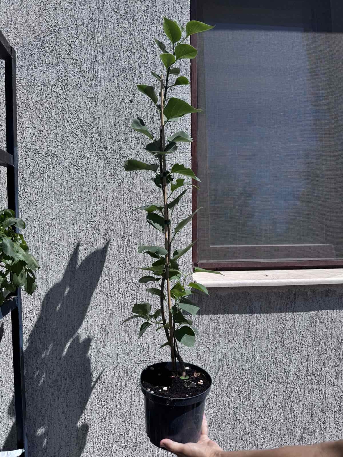 Люляк (Syringa)