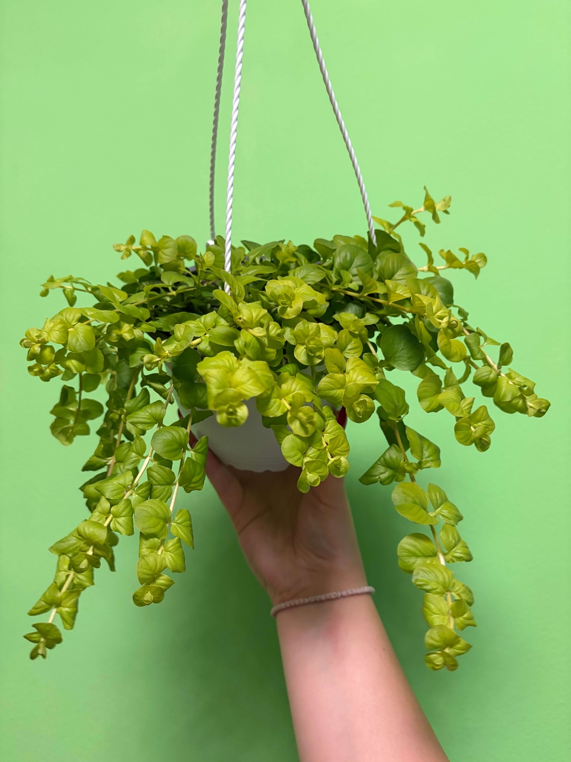 Lysimachia nummularia ‘Goldilocks’ (Лизимахия) в кошници