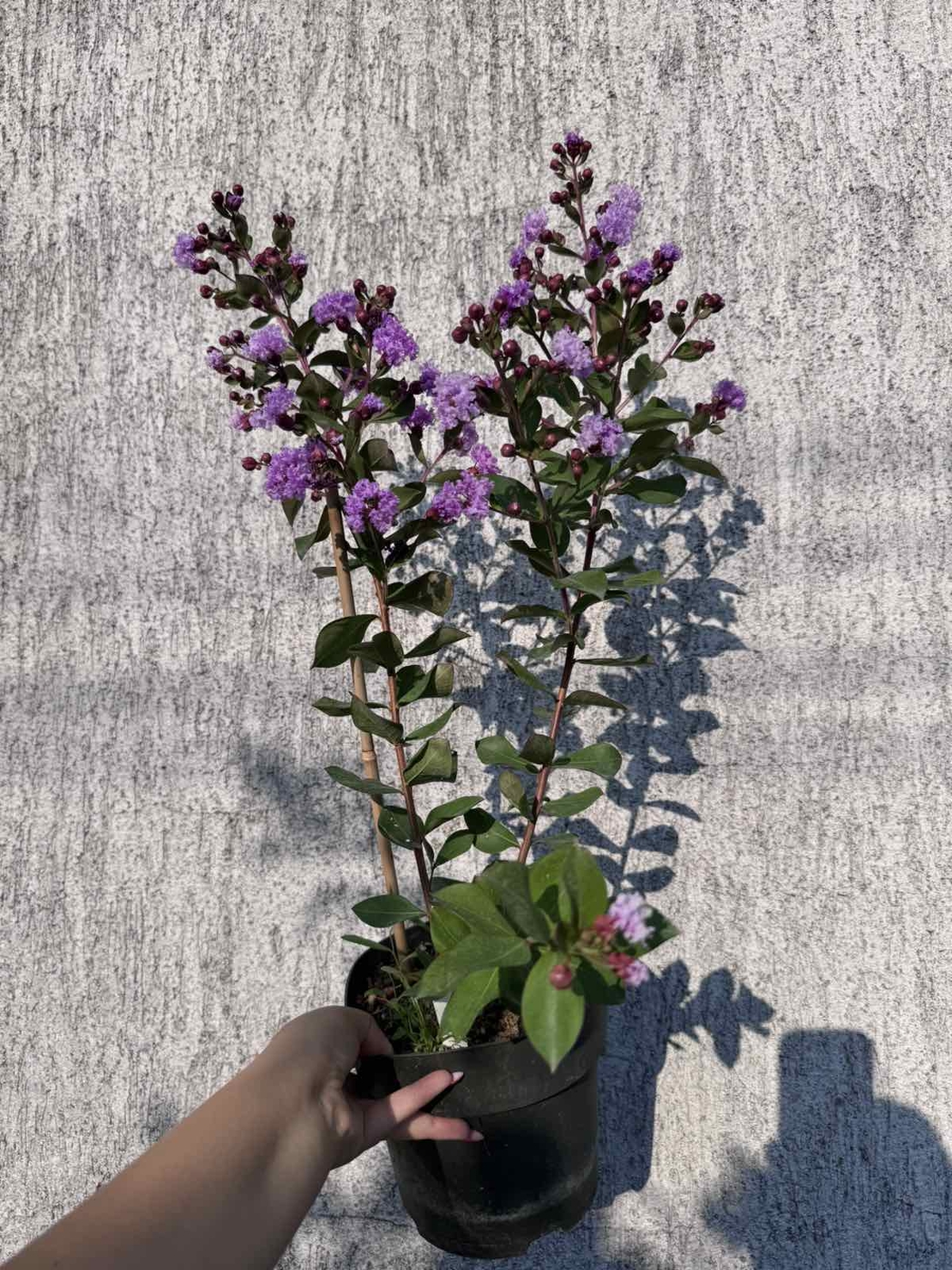 Индийски люляк - Lagerstroemia indica