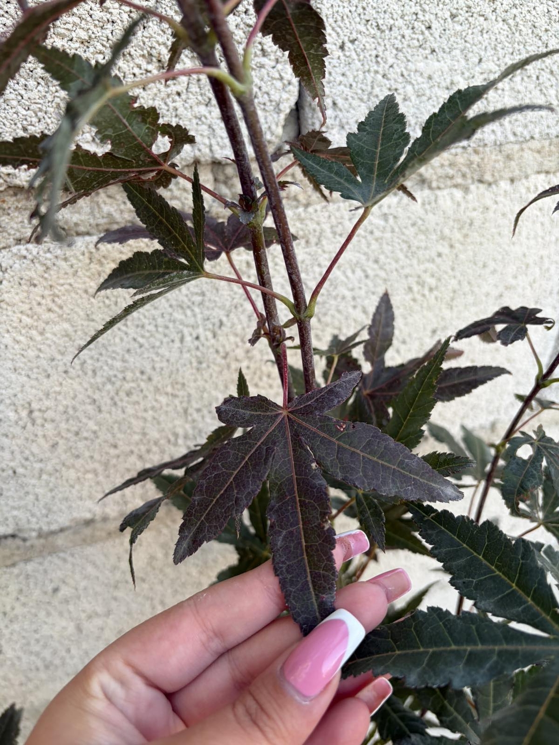 Японски клен ‘Atropurpureum’ (Acer palmatum Atropurpureum)
