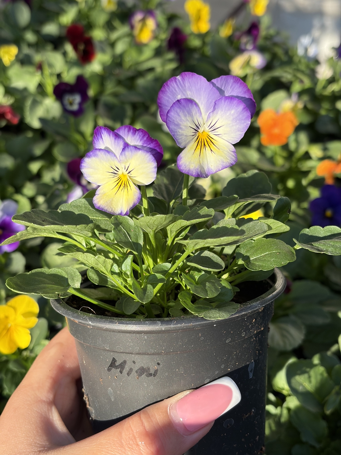 Мини теменужки микс (Viola Superba Mini)