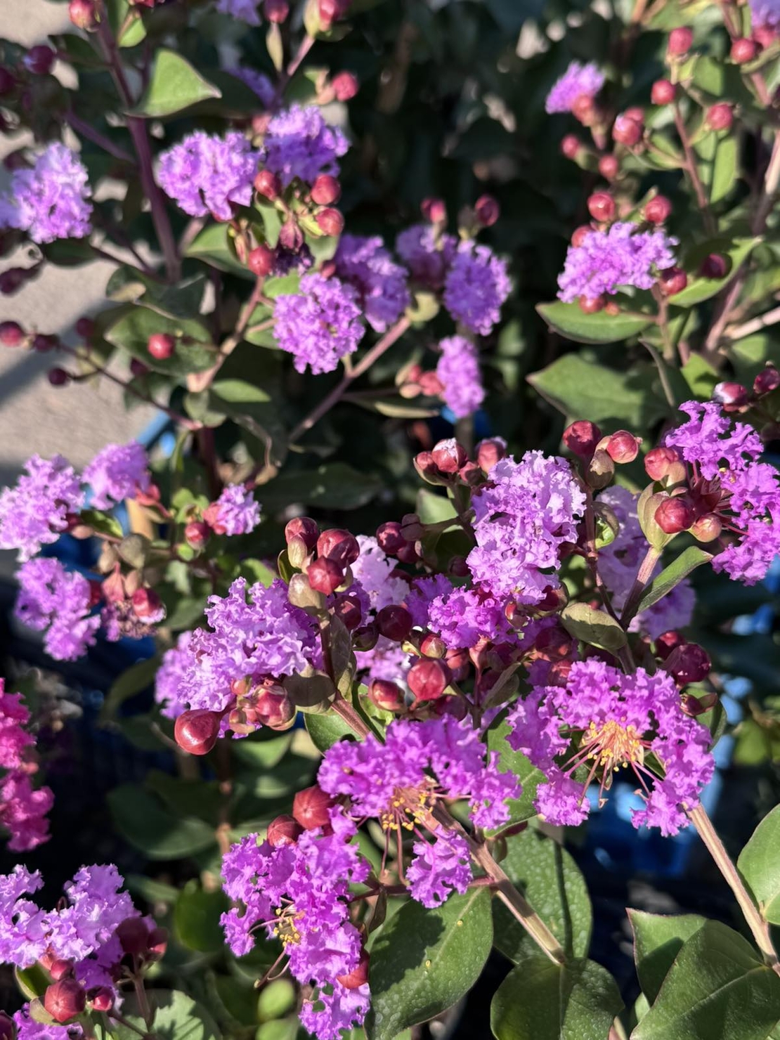 Индийски люляк - Lagerstroemia indica