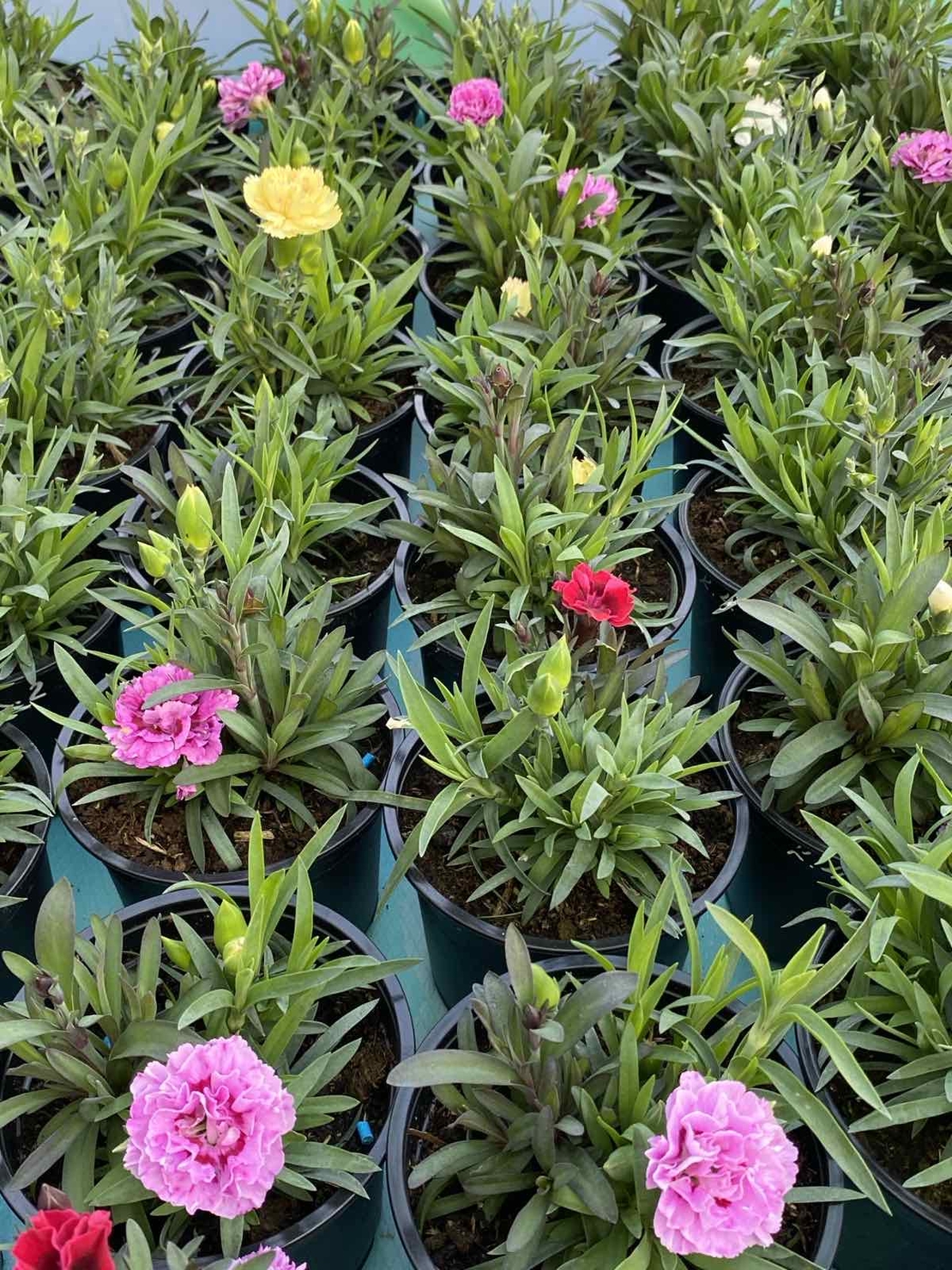 Карамфили тройки