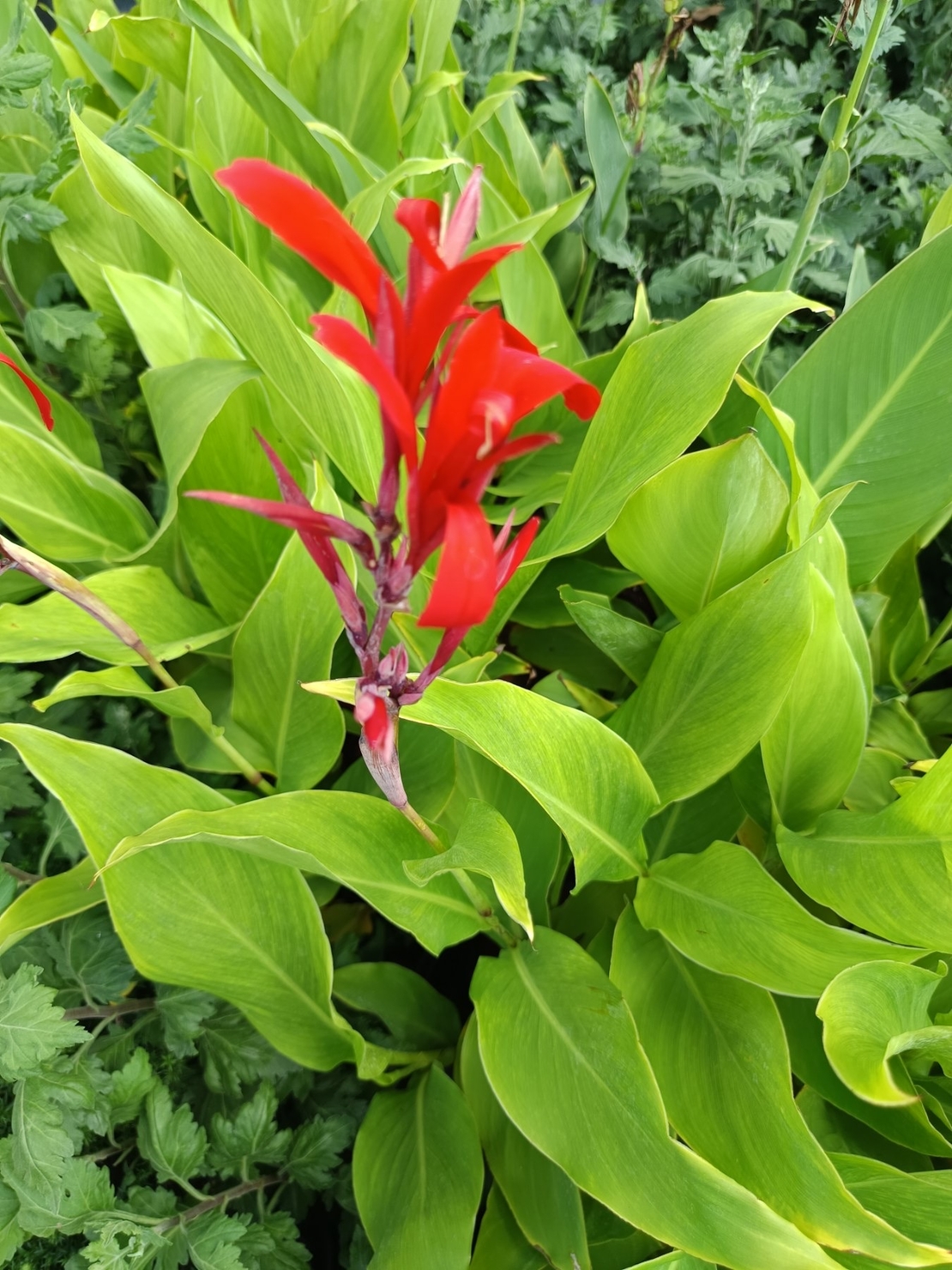 Кана индика (Canna Indica)