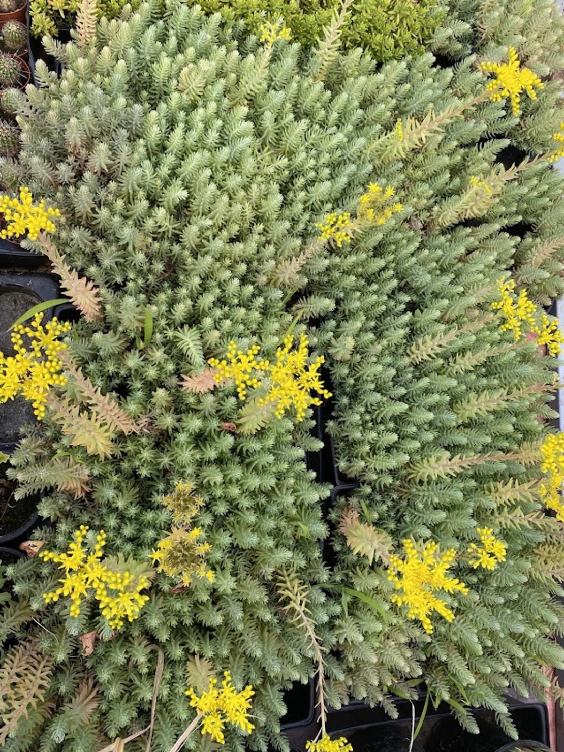 Седум рефлексум (Sedum reflexum)