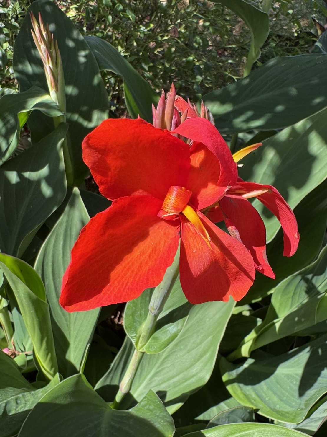 Кана / Canna CANNOVA