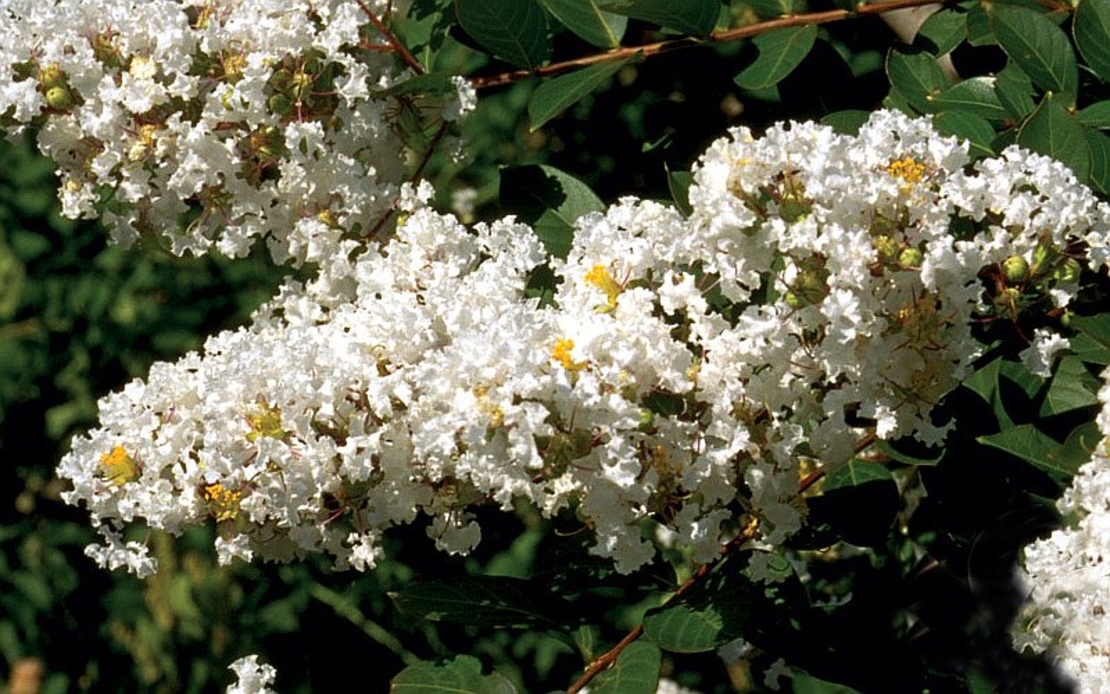 Индийски люляк - Lagerstroemia indica