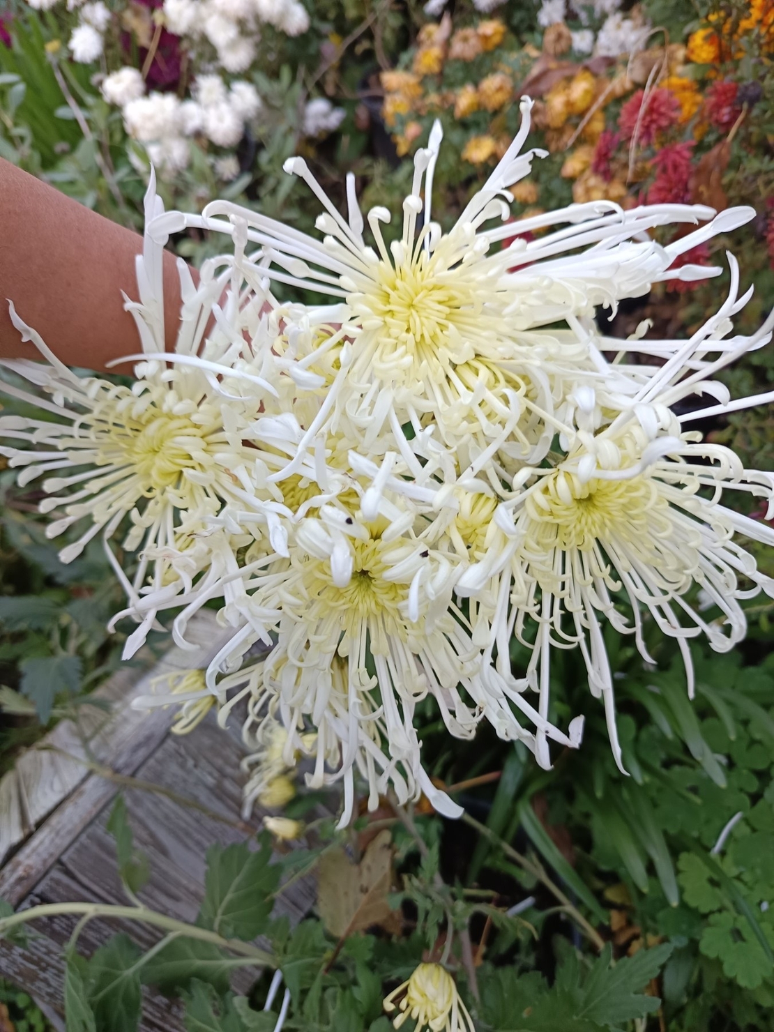 Високостеблена хризантема White Spider