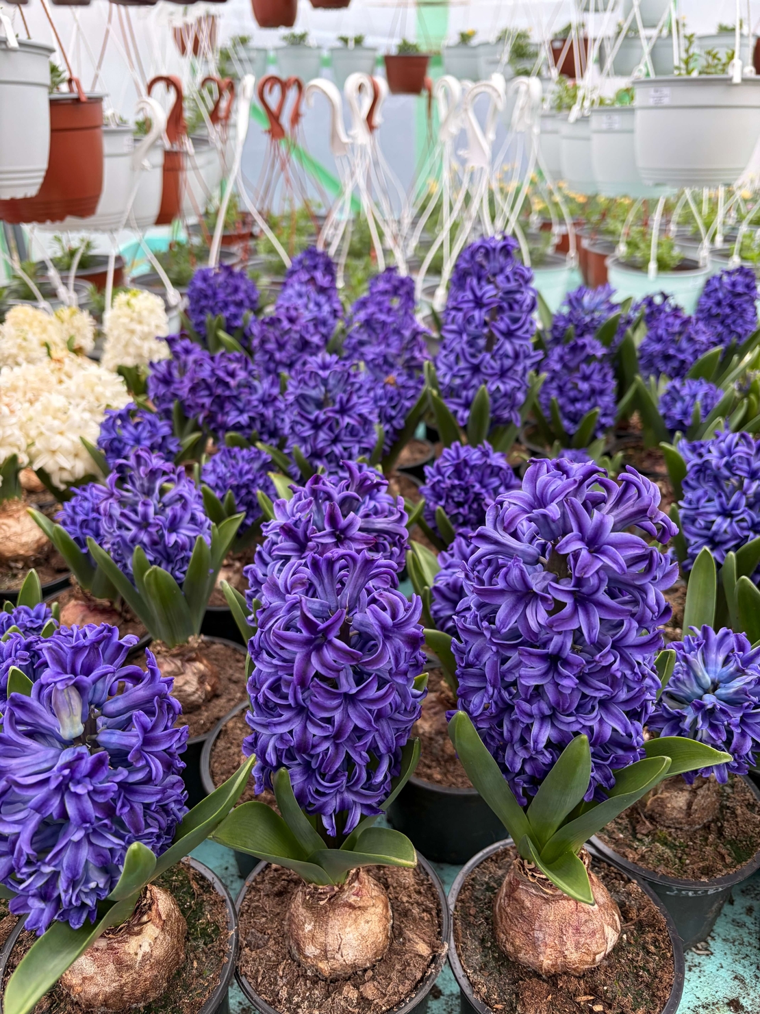 Зюмбюл Blue Jacket в саксия - единичен