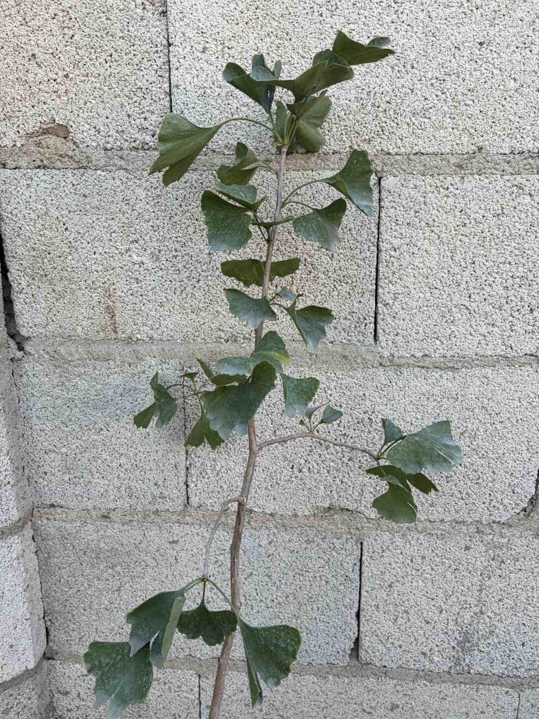Гинко билоба (Ginkgo biloba)