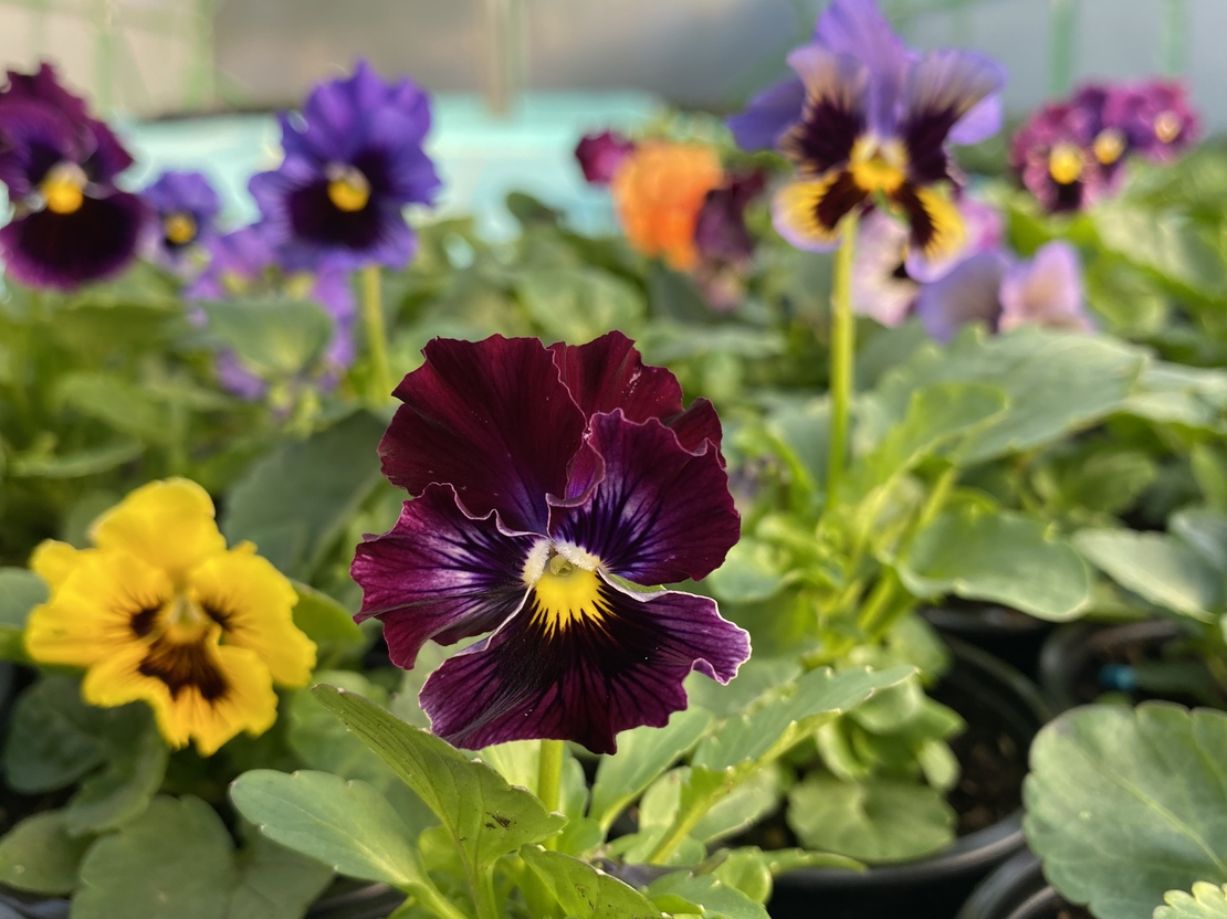 Къдрави теменужки