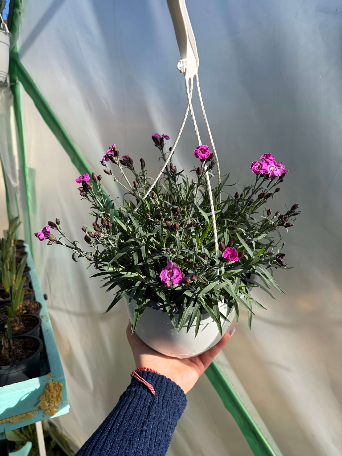 Каскаден ароматен карамфил - кошници