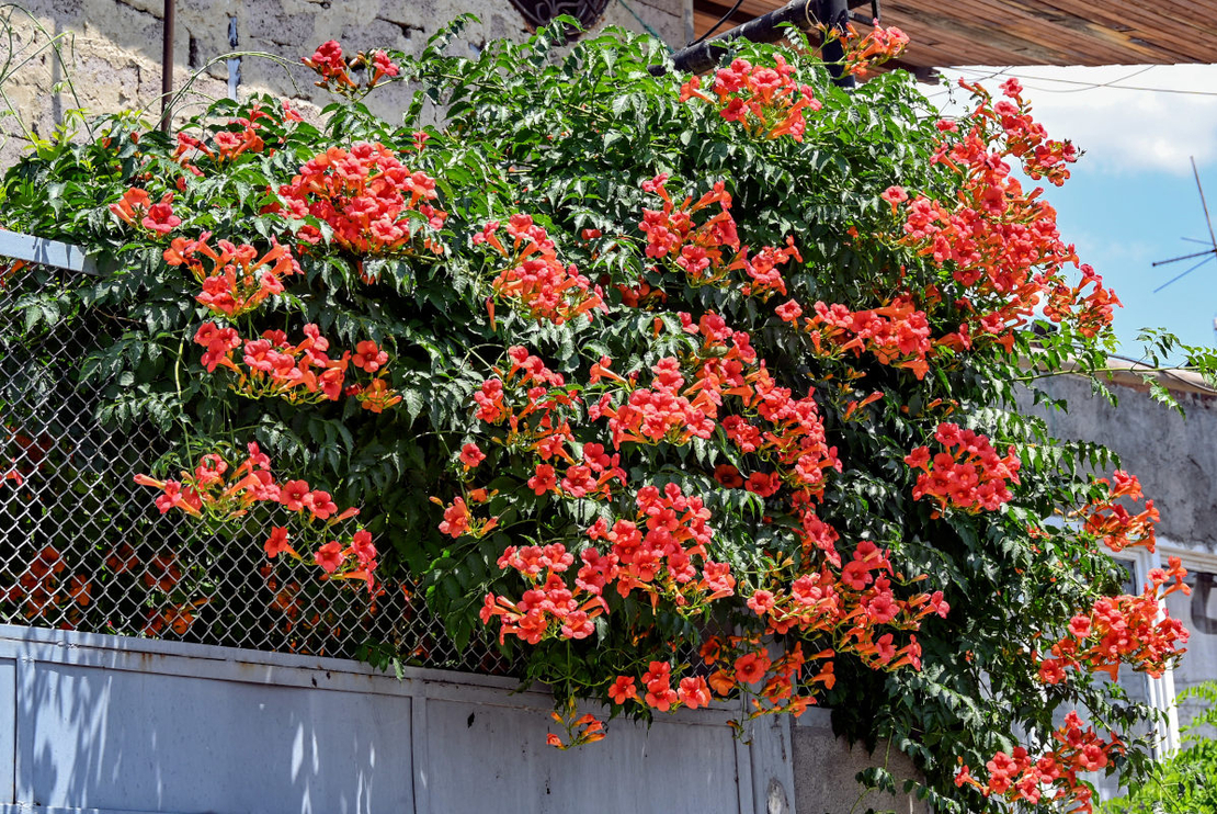 Текома (Campsis radicans)