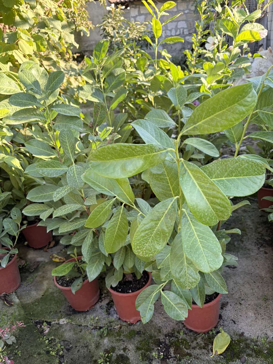 Лавровишна ‘Novita’ / Жив плет (Prunus laurocerasus ‘Novita’)