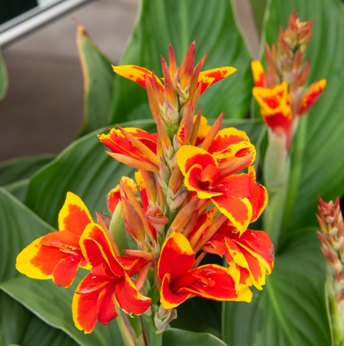 Кана / Canna CANNOVA