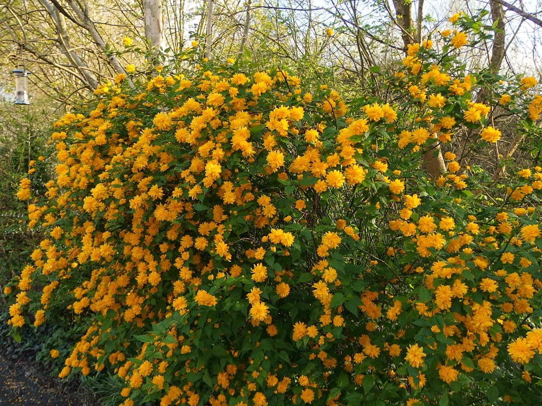 Kerria japonica ‘Pleniflora’ (Керия, Японска керия)