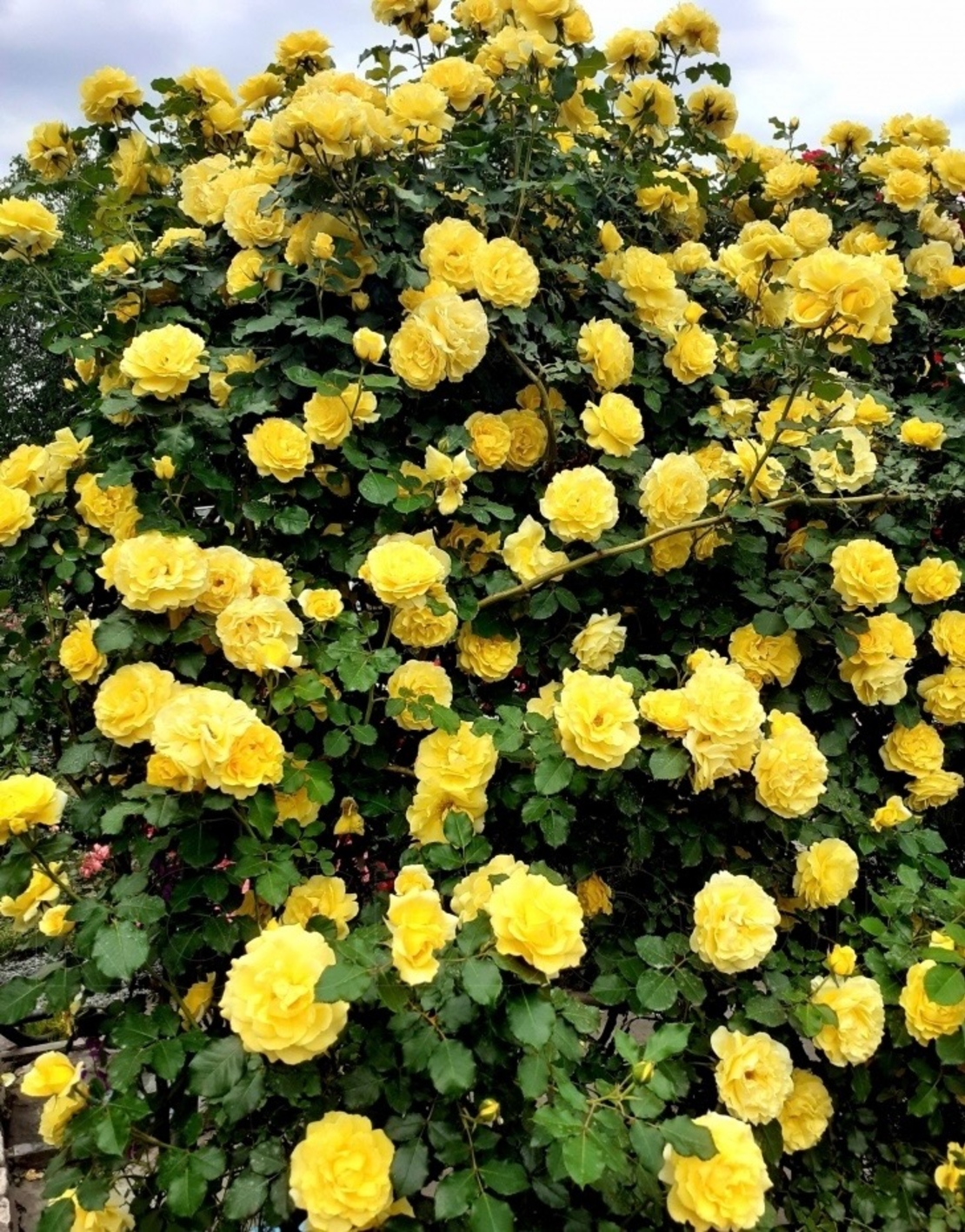 Gpt RIMOSA®  (Gold Bunny®) Meigro-Nurisar