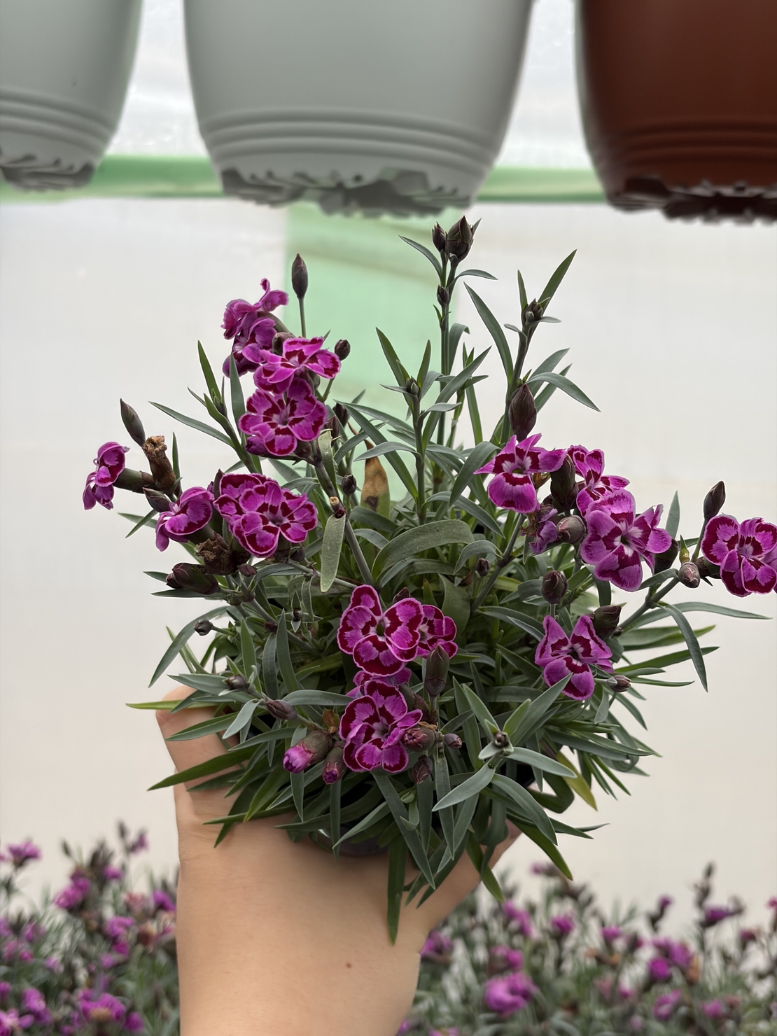 Каскаден ароматен карамфил