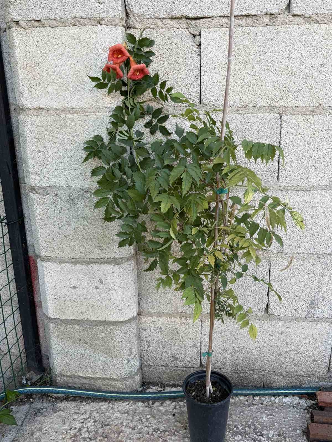 Текома (Campsis radicans)