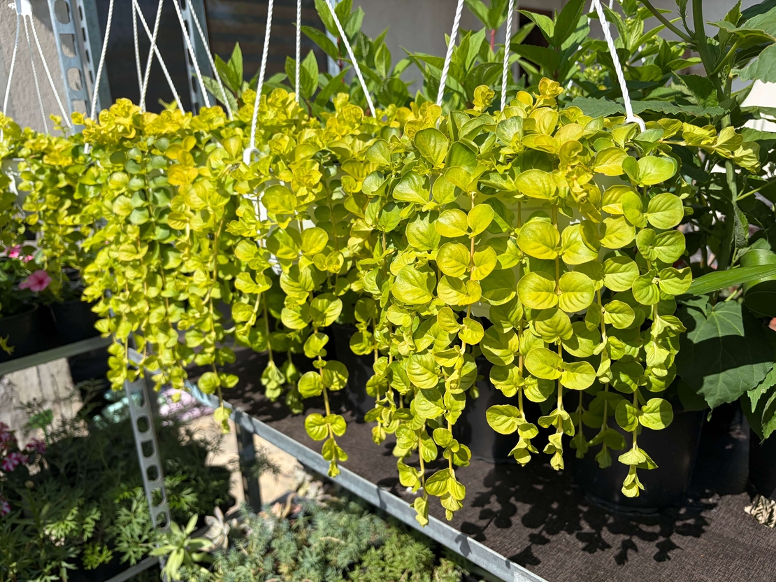 Lysimachia nummularia ‘Goldilocks’ (Лизимахия) в кошници