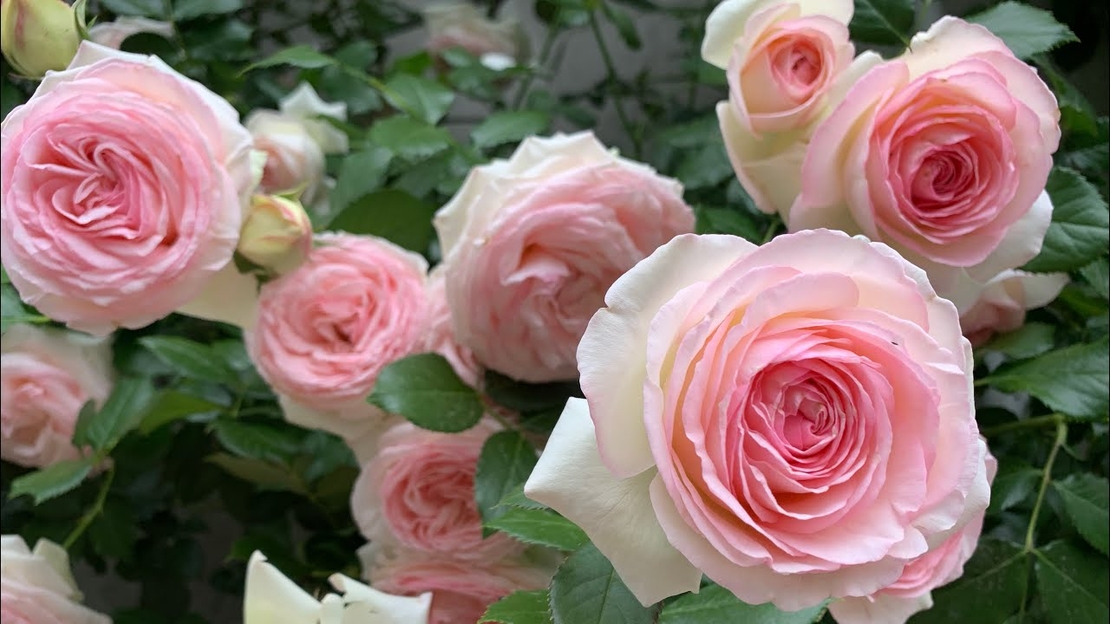 EDEN ROSE® Meiviolin/ GPT. EDEN ROSE Pierre De Ronsard ®
