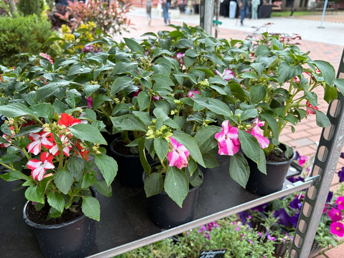 Impatiens walleriana 'Raffael Star Mix' (Циганче / Импатиенс)