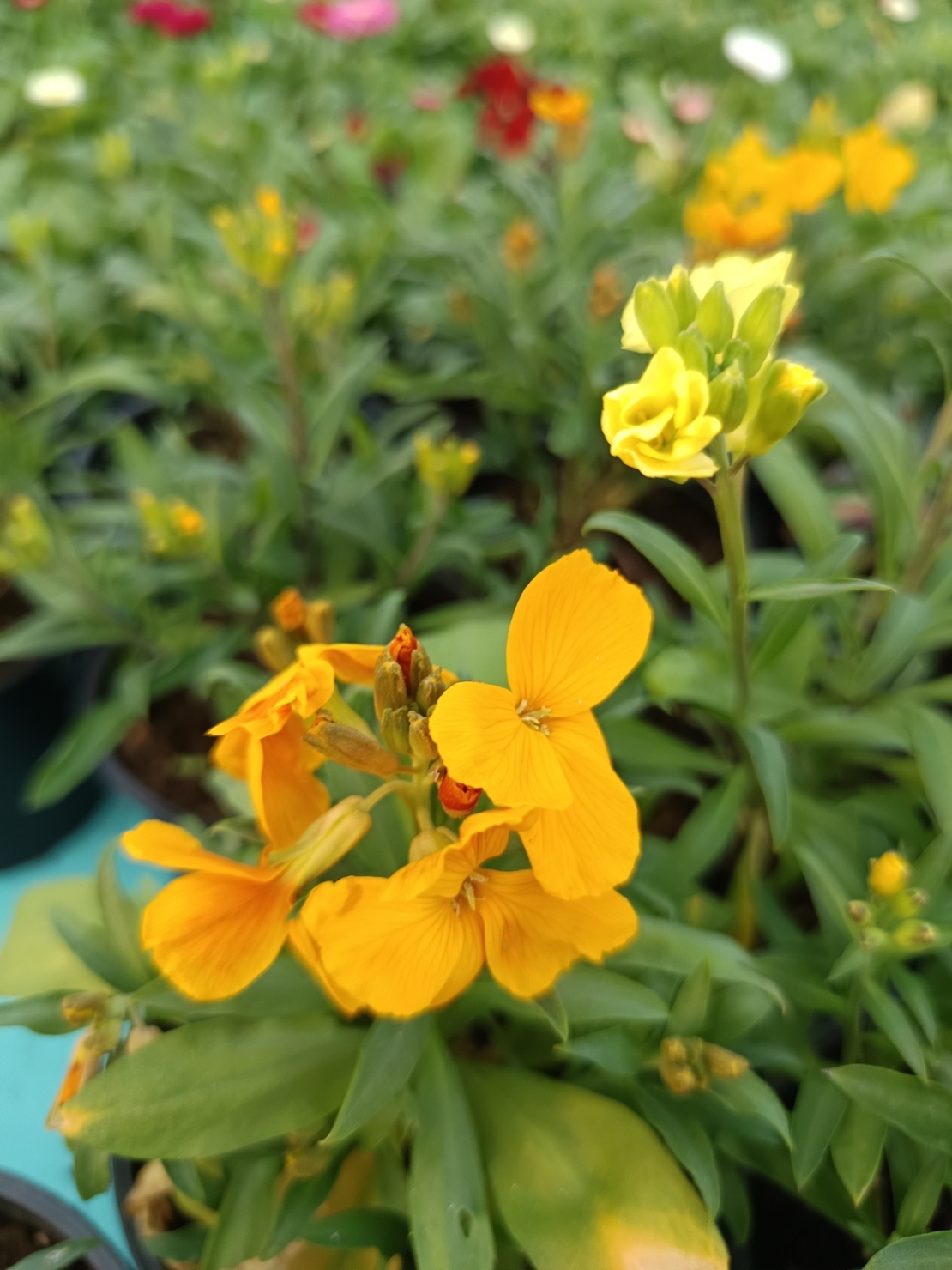 Шибой - Sugar Rush Mix