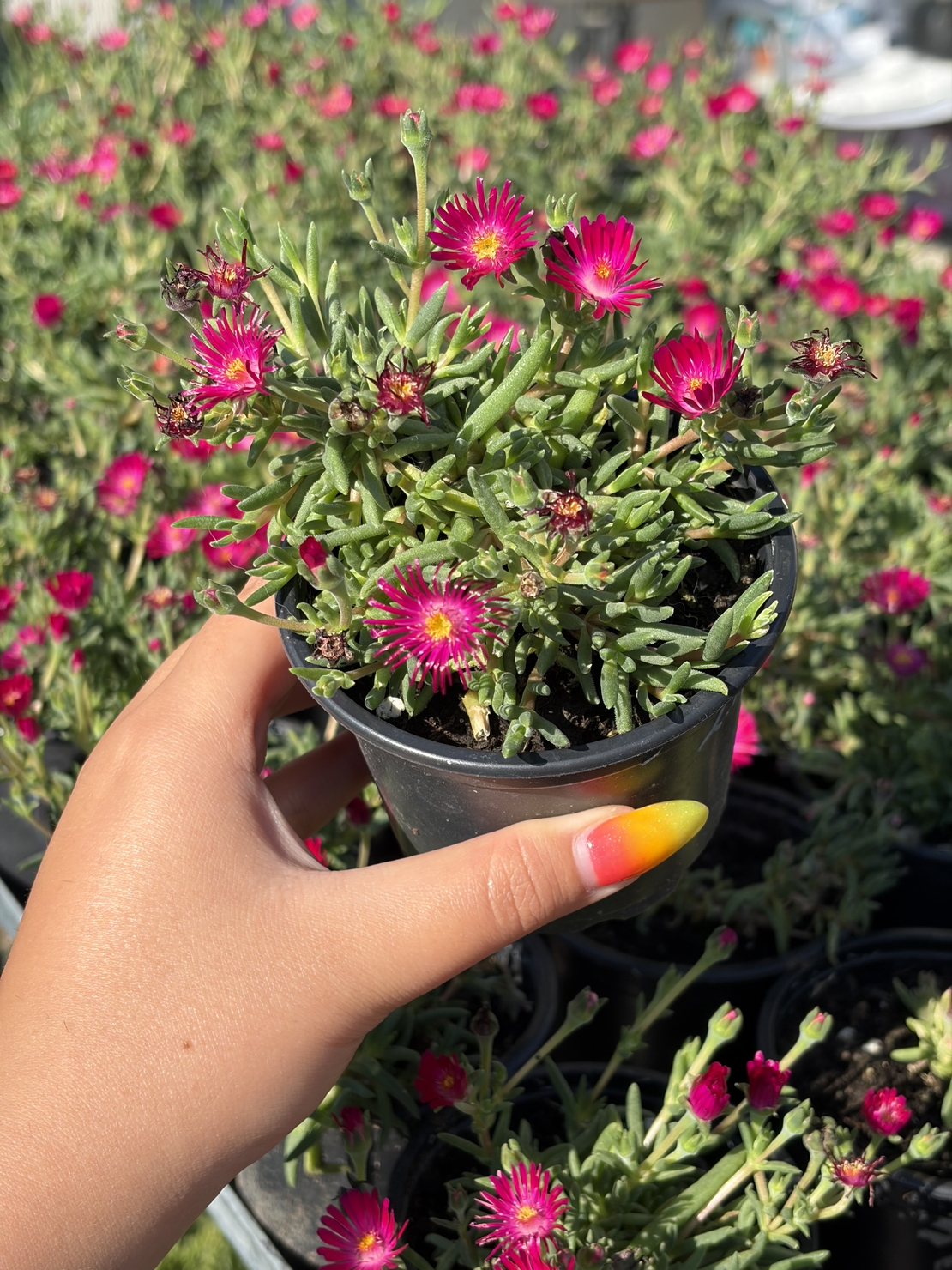 Delosperma cultivars sel® ‘LIDO MAGENTA’