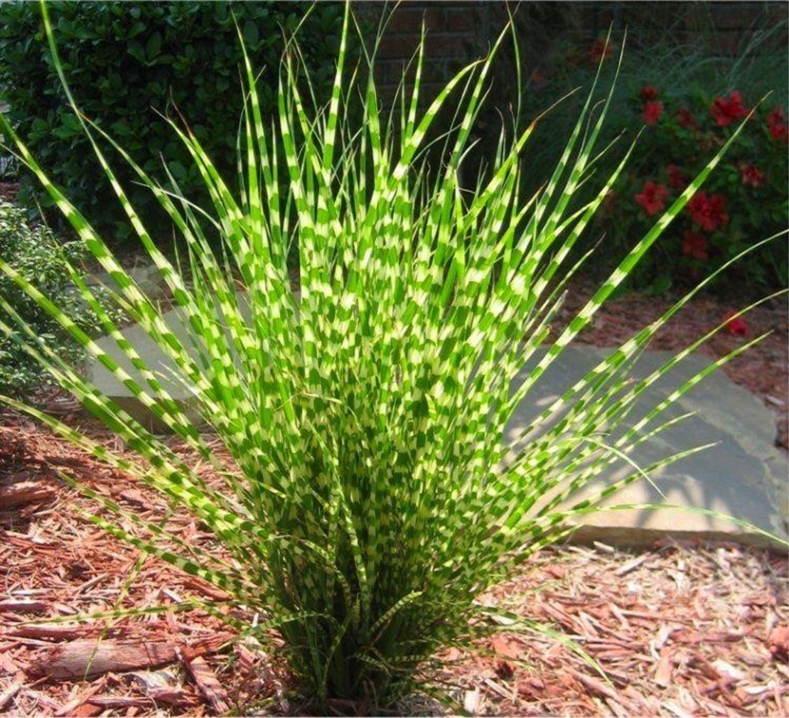 Мискантус Зебрина (Miscanthus sinensis 'Zebrinus') Китайски камъш | Царска тръстика
