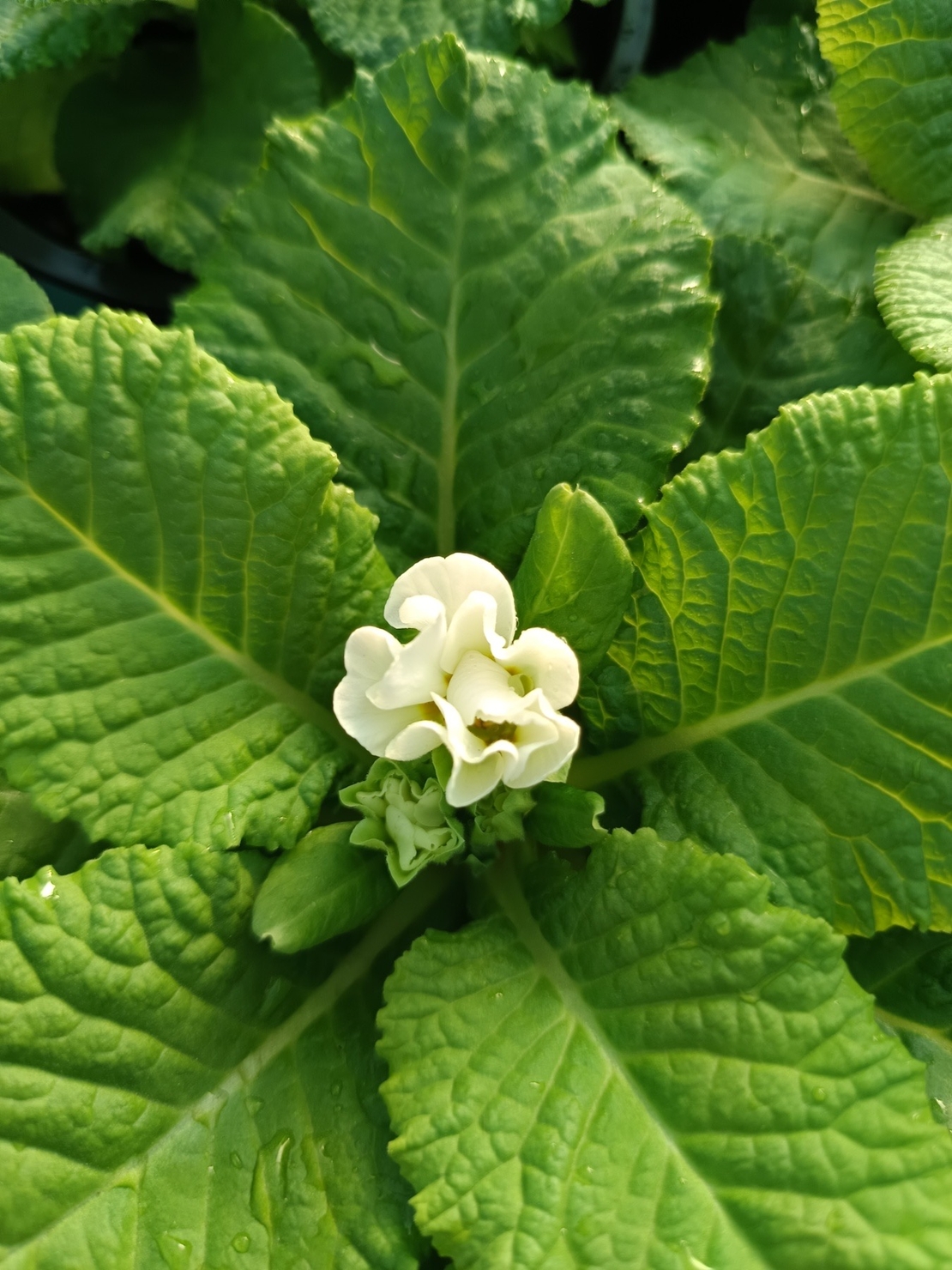 Едроцветна иглика - XL Mid Early Mix