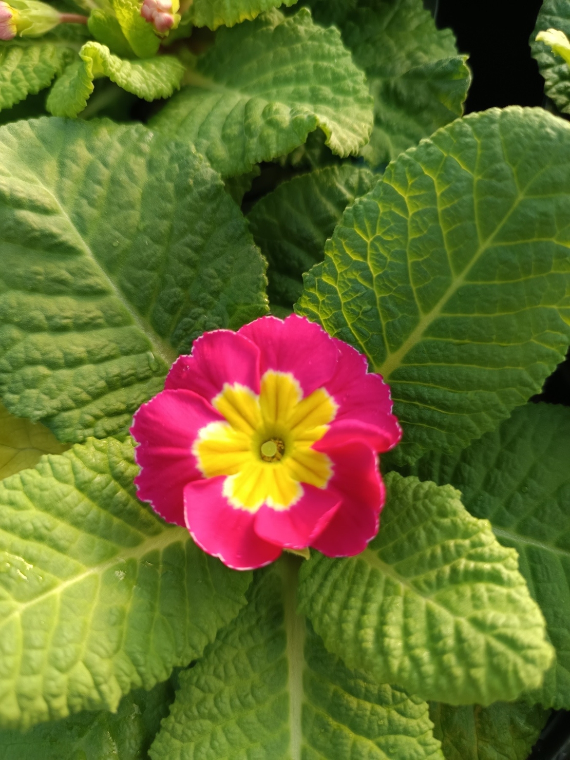 Едроцветна иглика - XL Mid Early Mix