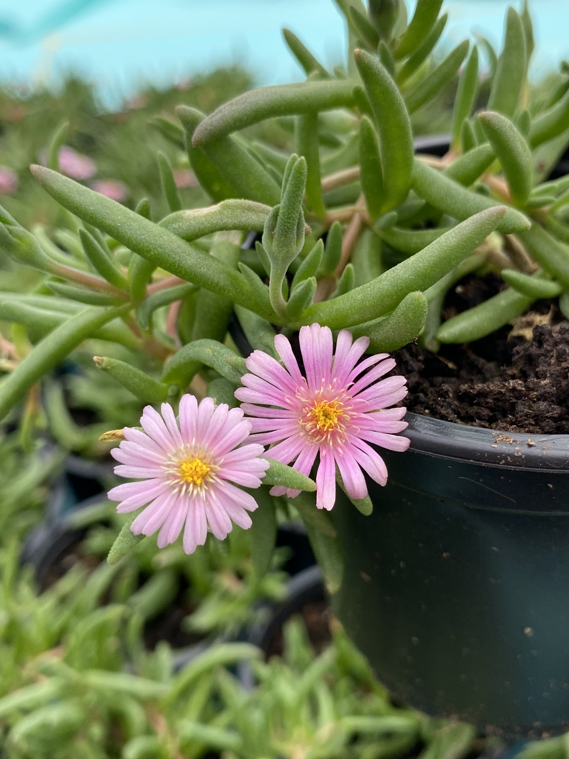 Делосперма