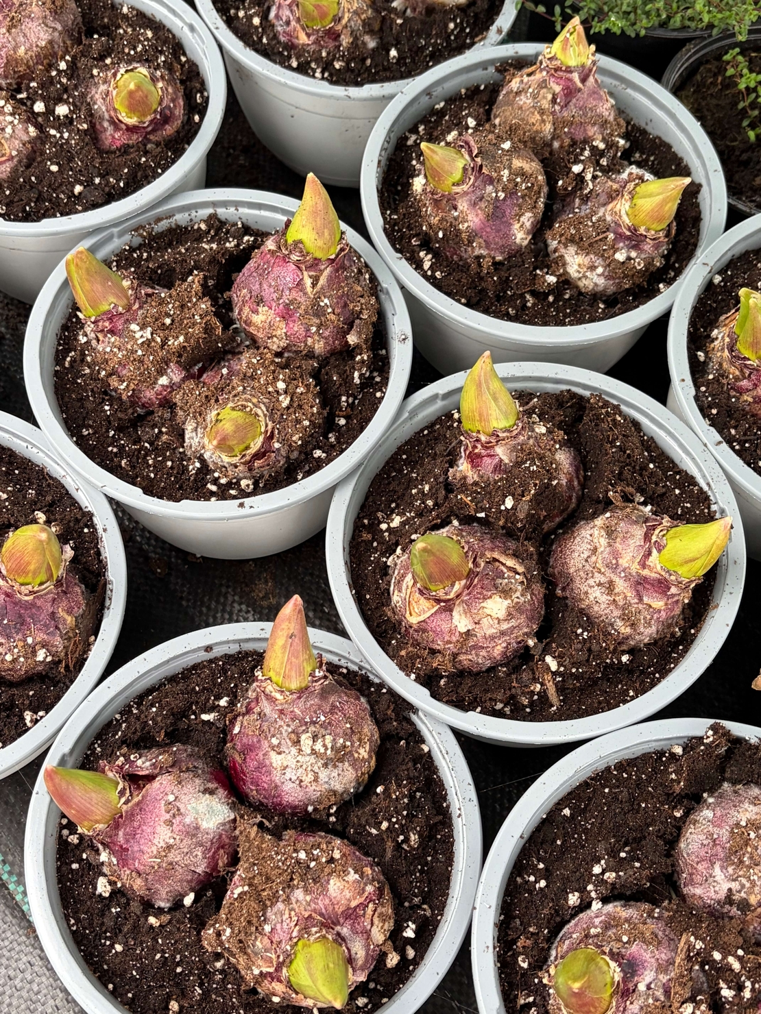 Зюмбюл Blue Jacket в саксия - троен