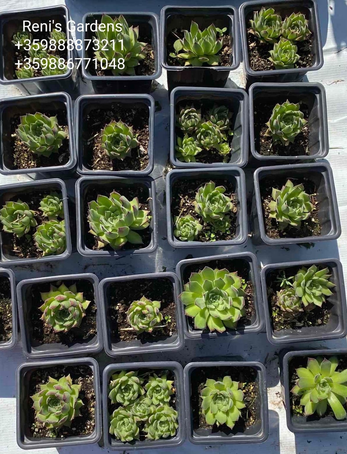 Семпервивум Рейнхард (Sempervivum Reinhard)