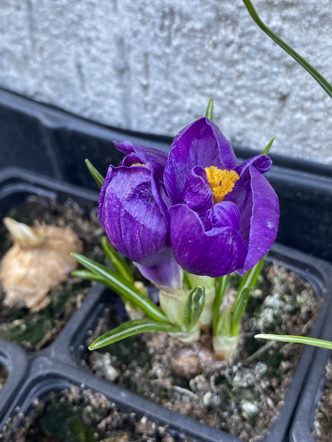 Минзухар Flower Record