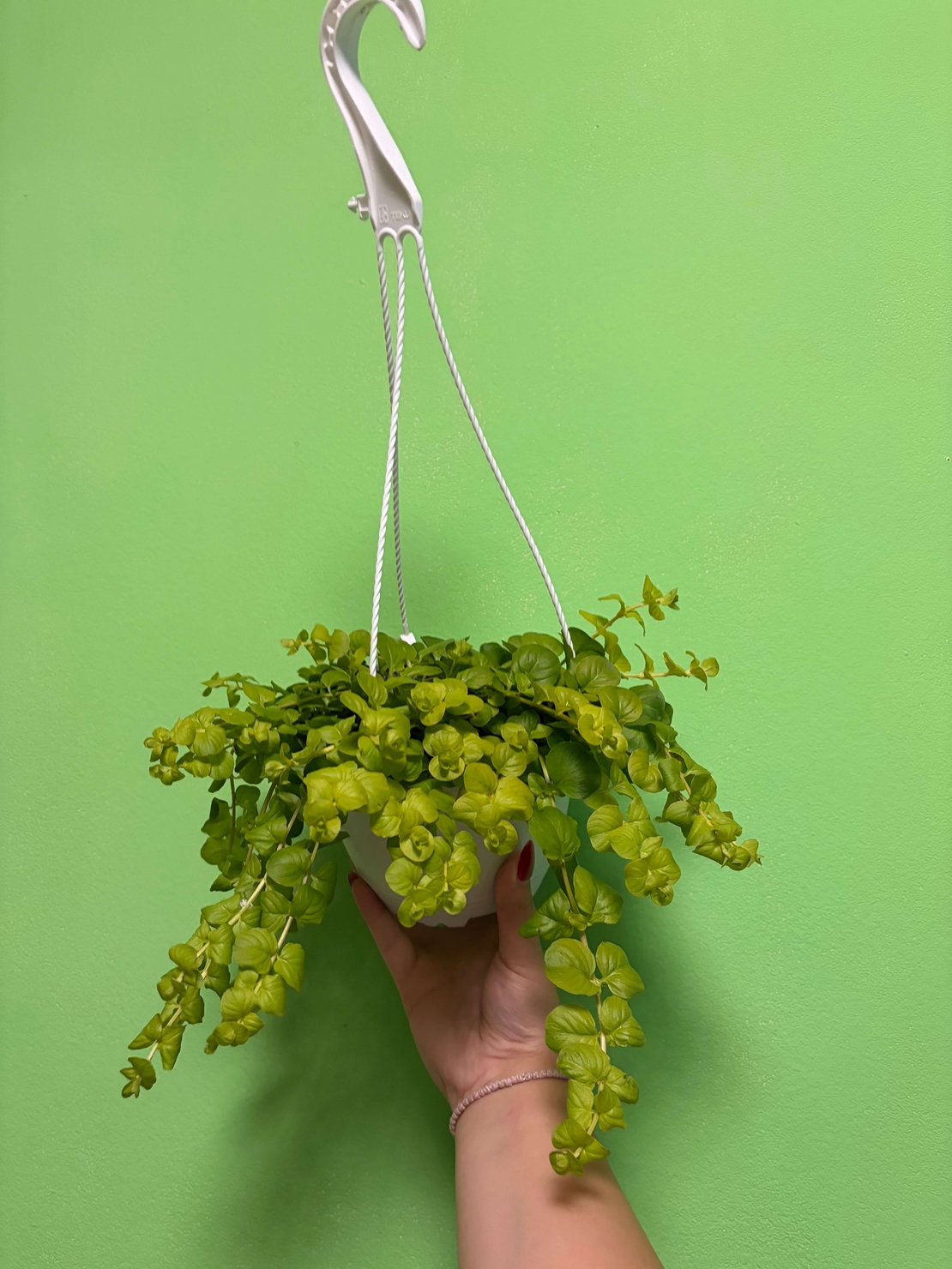Lysimachia nummularia ‘Goldilocks’ (Лизимахия) в кошници