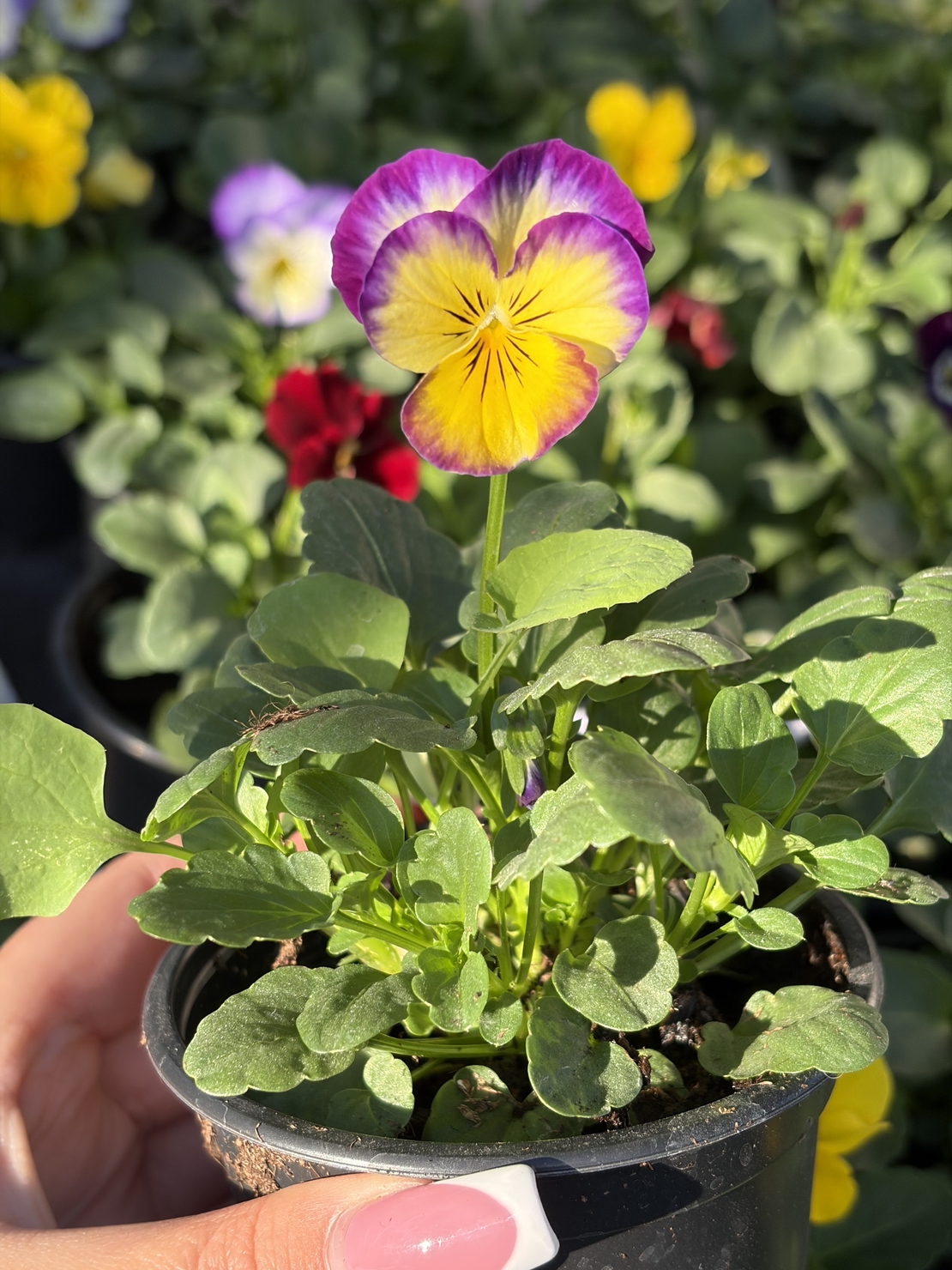 Мини теменужки микс (Viola Superba Mini)